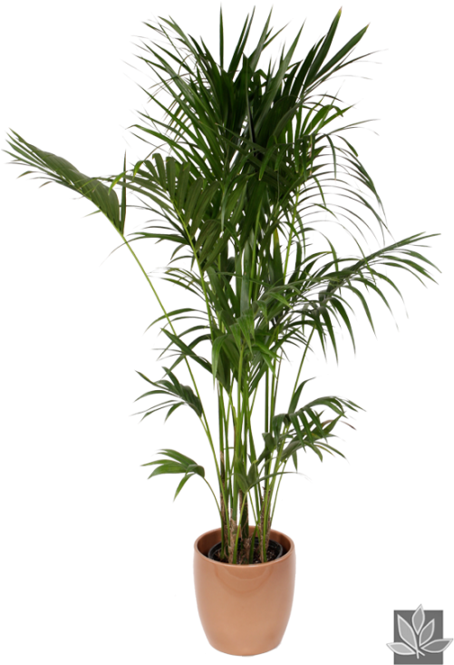 Potted Palm Plant Isolated