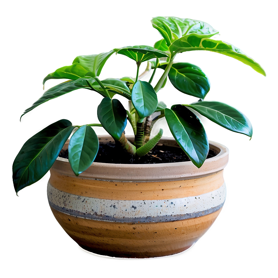 Potted Plant Care Tips Png 06122024