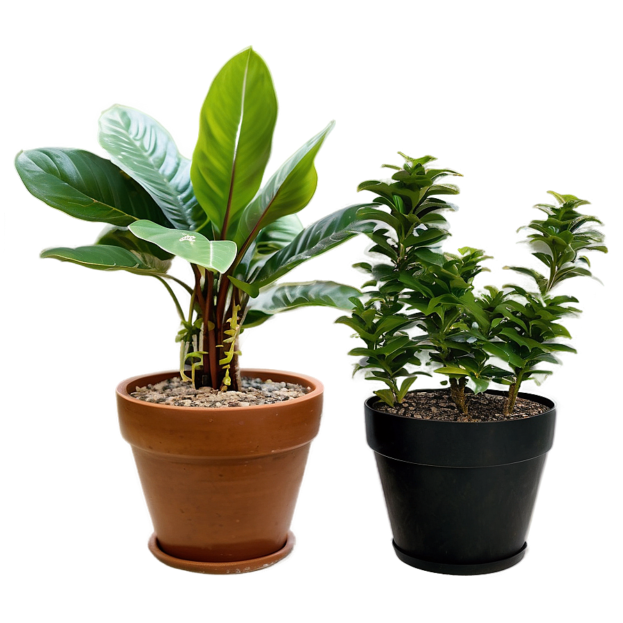 Potted Plant Care Tips Png Fka32