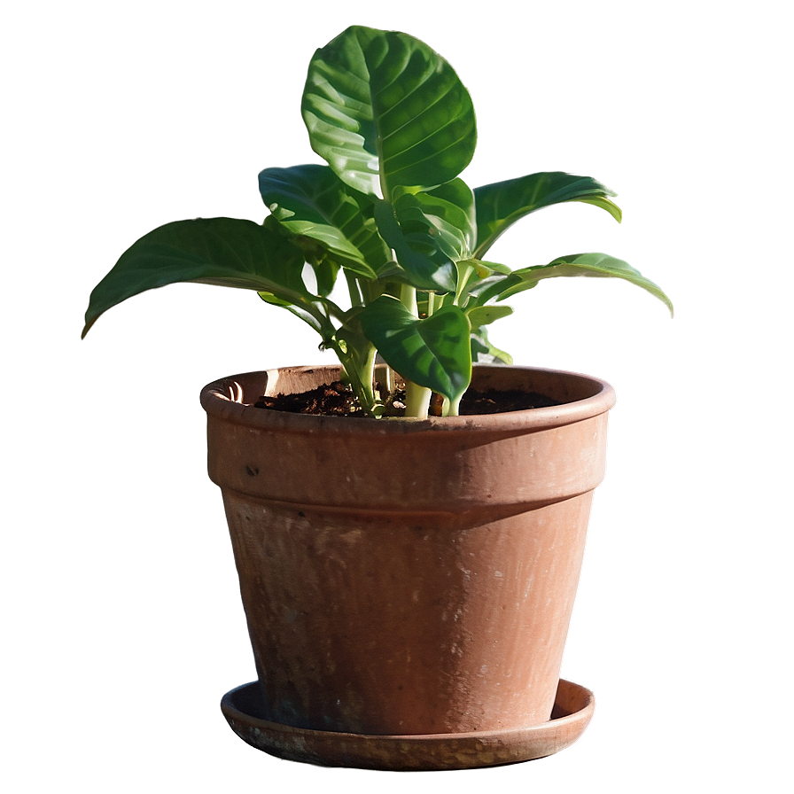 Potted Plant Watering Guides Png 06122024