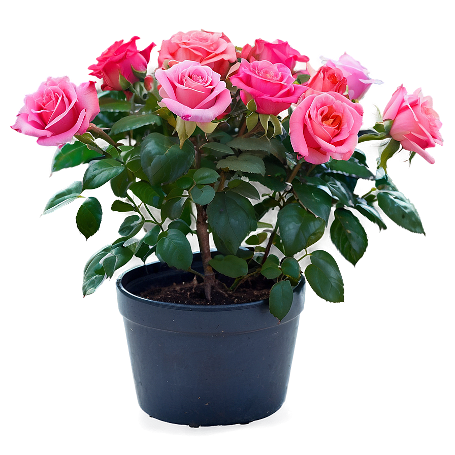 Potted Rose Plants Png 06122024