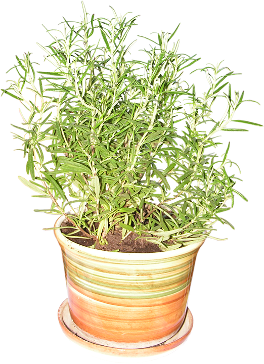 Potted Rosemary Plant