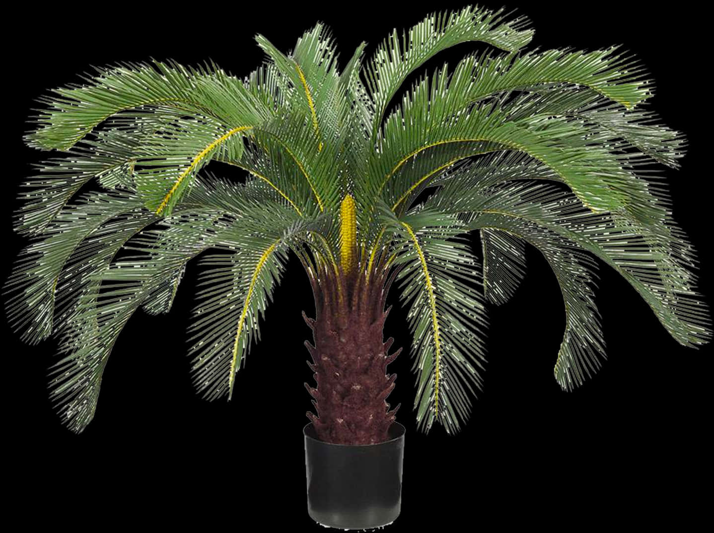 Potted Sago Palm Black Background.jpg