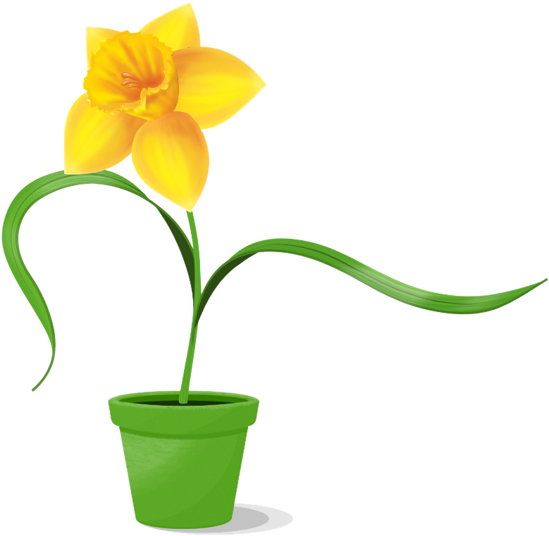 Potted Yellow Daffodil Graphic