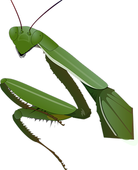 Praying Mantis Illustration PNG with transparent background