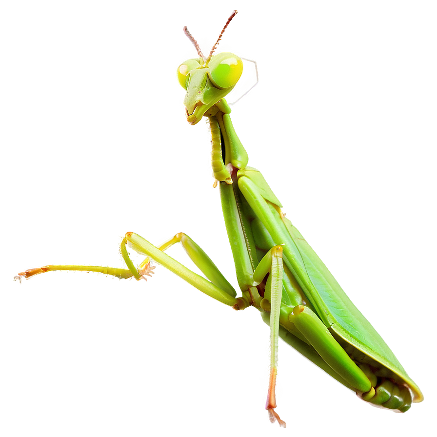 Praying Mantis In Grass Png 61