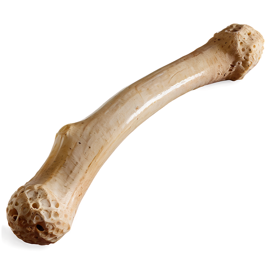 Prehistoric Animal Bone Png 05242024