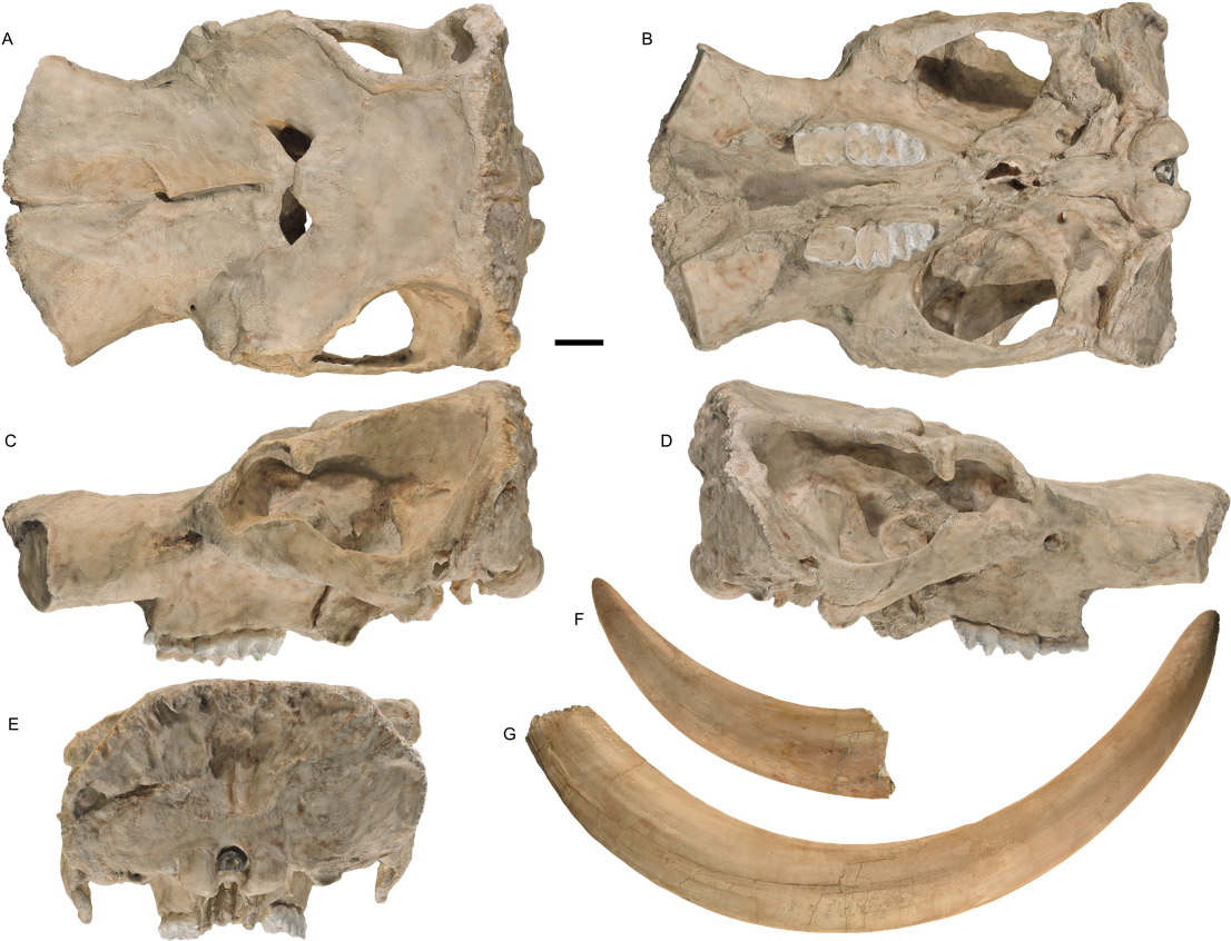 Transparent Fossil Png - Mastodon Tusks, Png Download PNG with transparent background