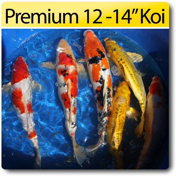 Premium Koi Fish1214 Inches