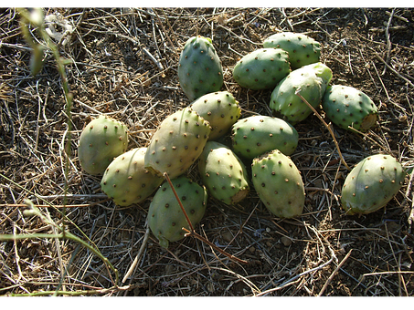 Prickly Pear Cactus Fruiton Ground.jpg PNG image with a transparent background, free high-resolution download