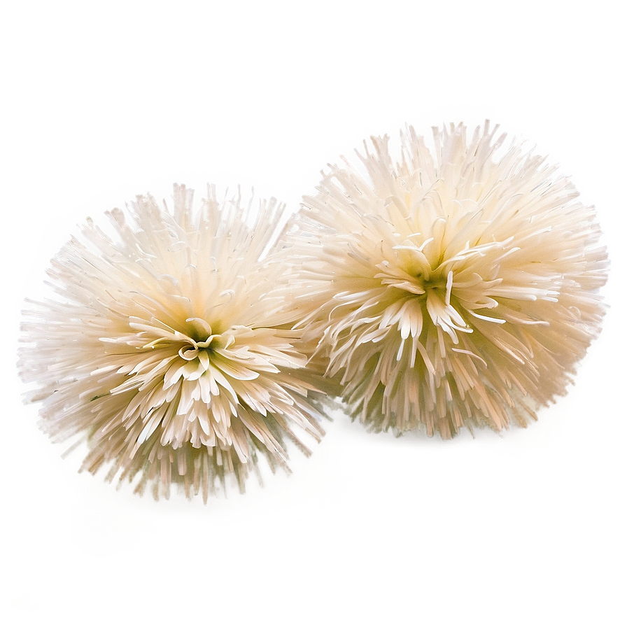 Professional Cheer Pom Poms Png 06282024