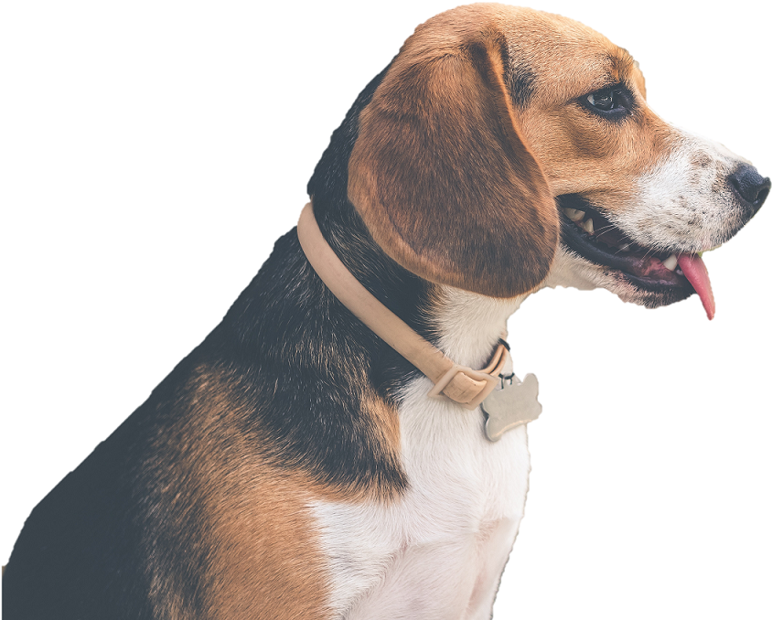 Profileof Beagle Dogwith Collar