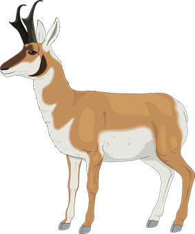 Pronghorn Antelope Illustration