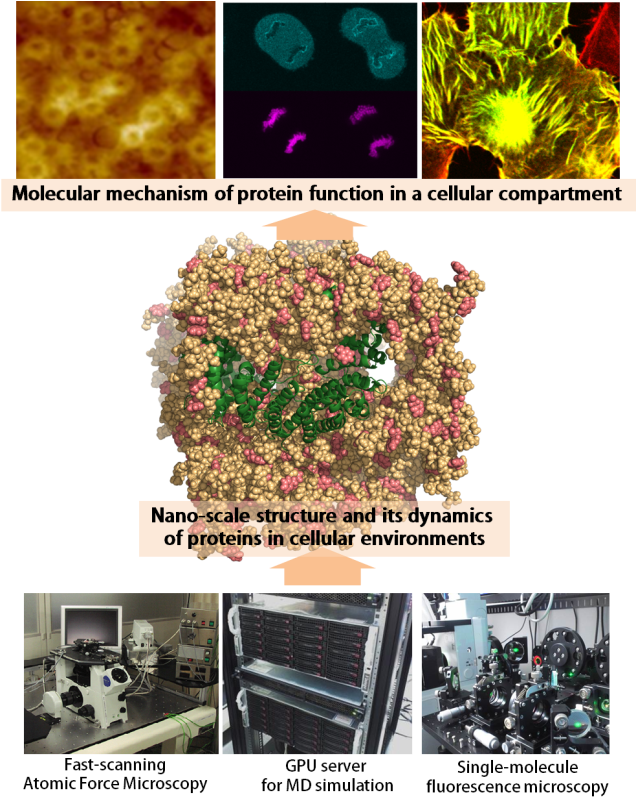 Protein Function Molecular Mechanism Research PNG with transparent background