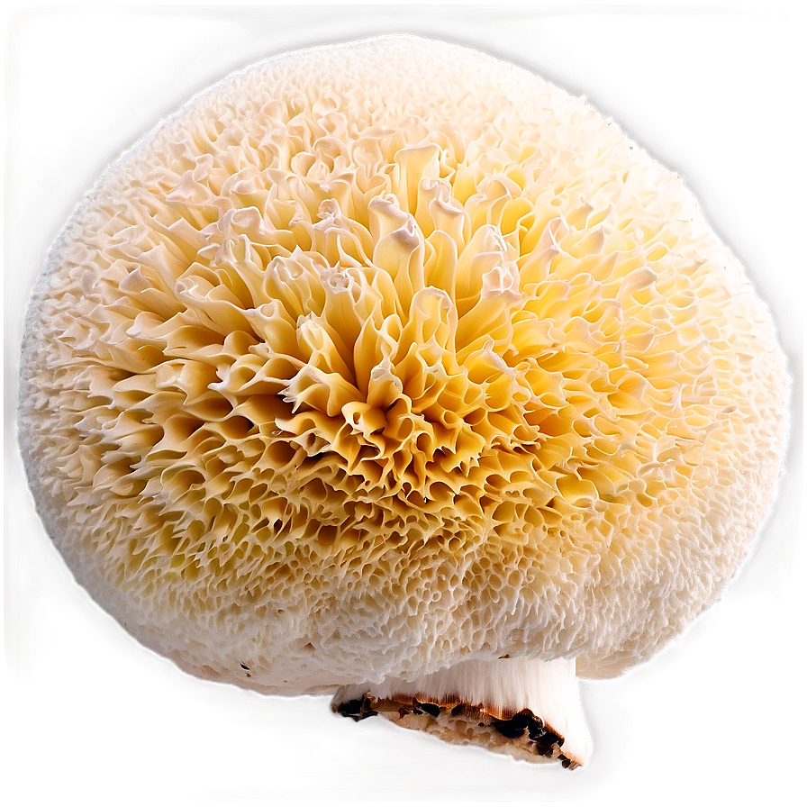 Puffball Mushroom Png Ggd