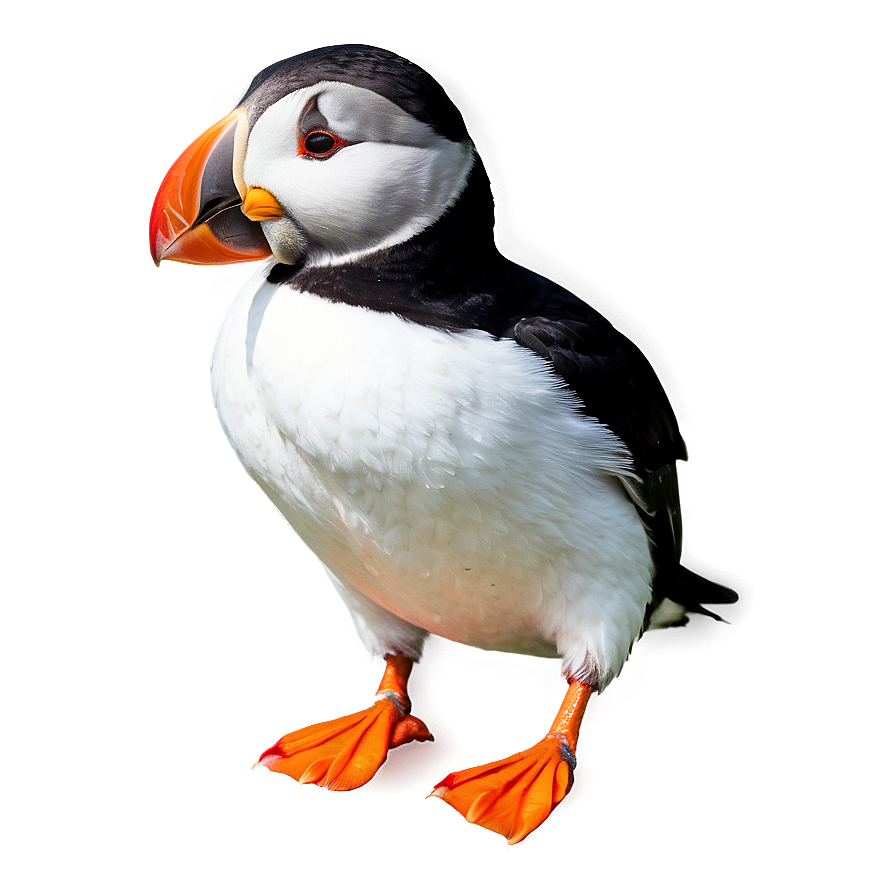 Puffin Bird Cute Png Gqg73