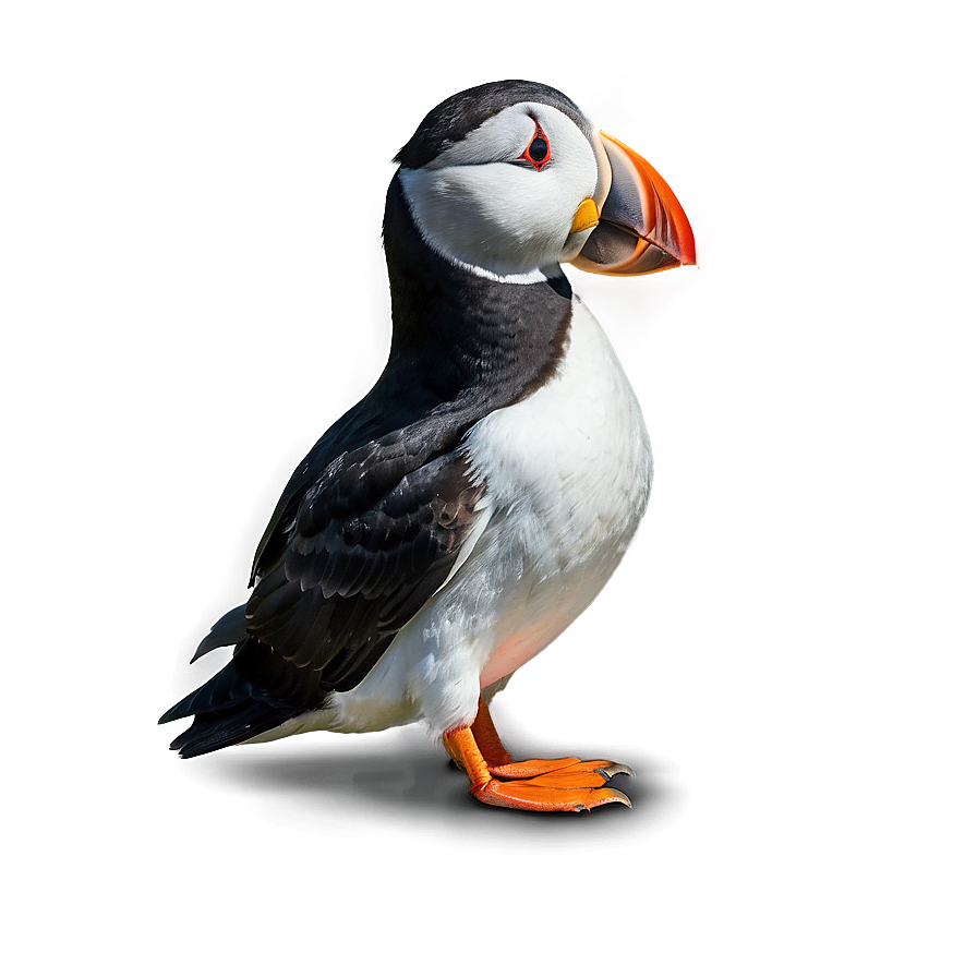 Puffin In The Arctic Png 14