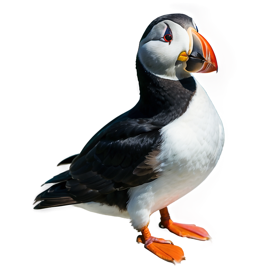 Puffin In The Arctic Png Por