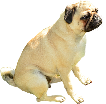 Pug Dog Sitting Black Background PNG with transparent background