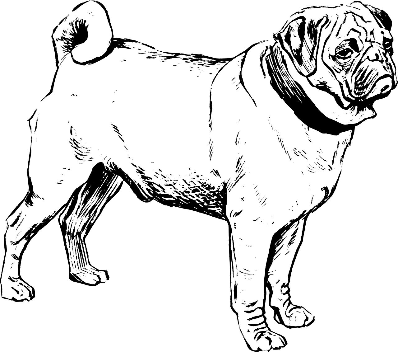 Clipart Pug Black And White, HD Png Download PNG with transparent background