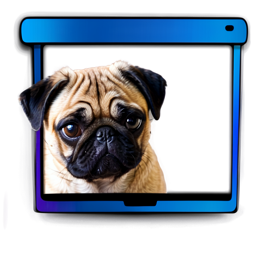 Pug With Laptop Png 22