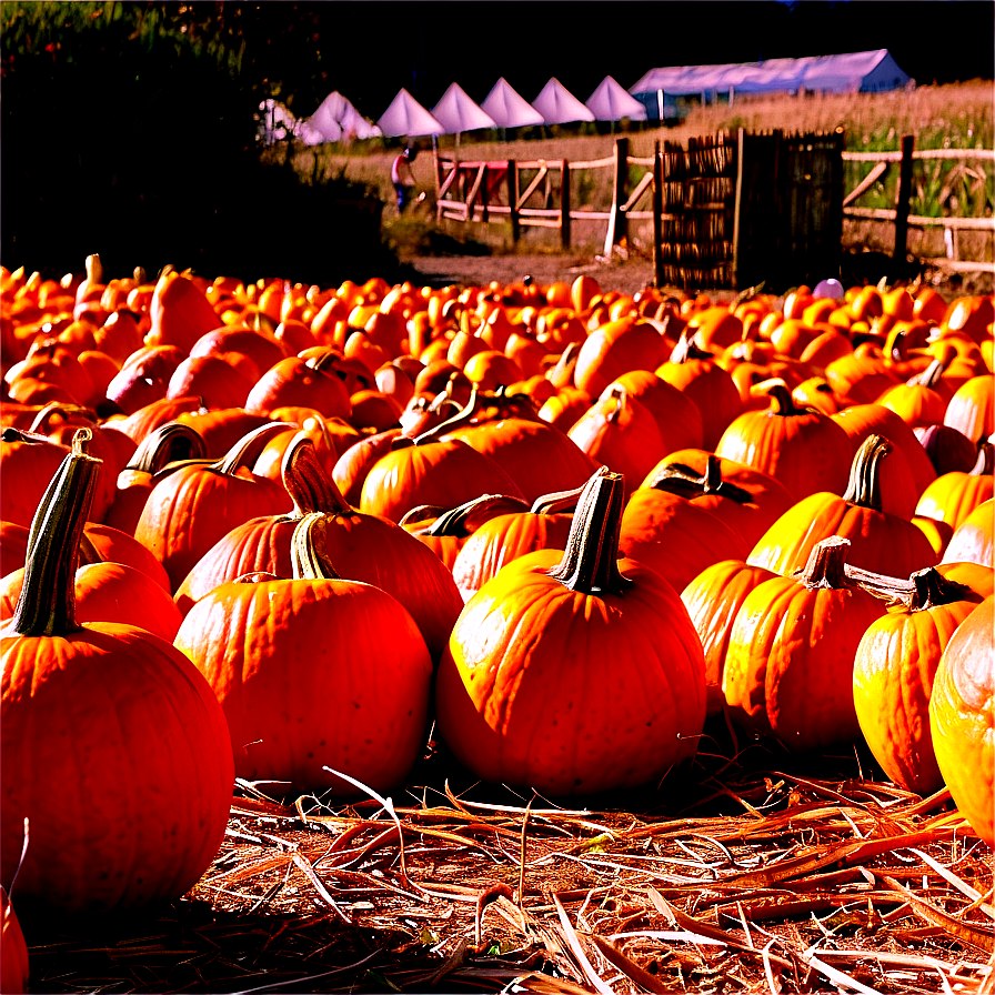 Pumpkin Patch Picking Experience Png Hqt