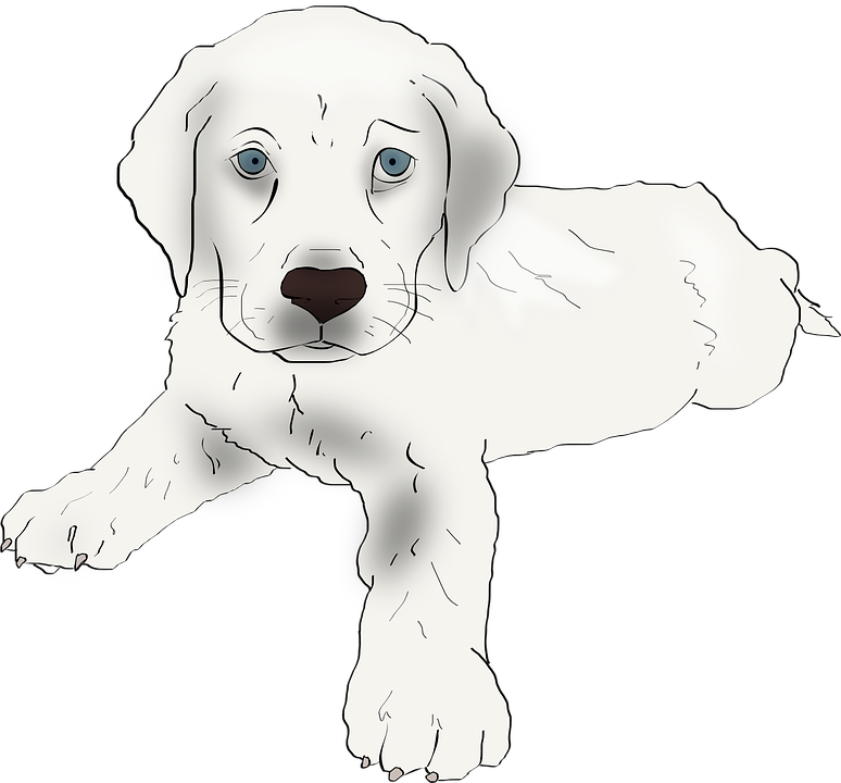 Puppy, Dog, Labrador Retriever, Labrador, Retriever - Labrador Hvalpe Sort Hvid Png, Transparent Png PNG with transparent background