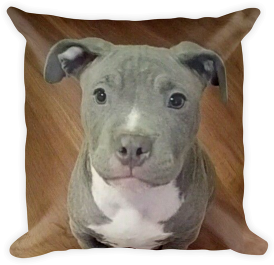 Puppy On A Dog Bed Pitbull, HD Png Download PNG with transparent background