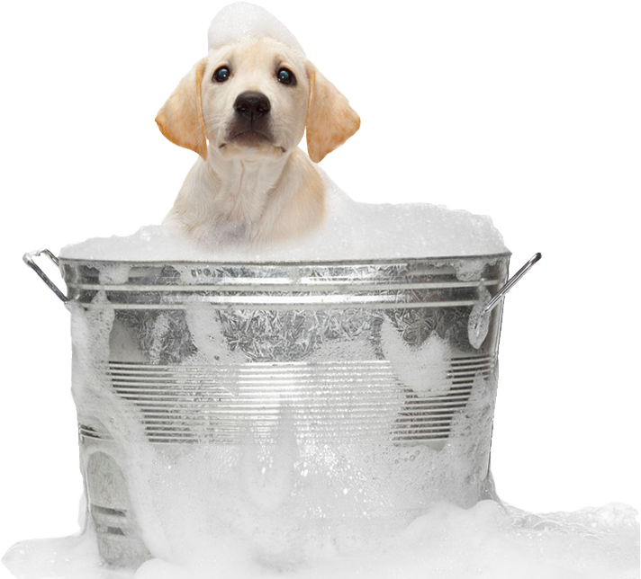 Dog In Bath Png, Transparent Png PNG with transparent background
