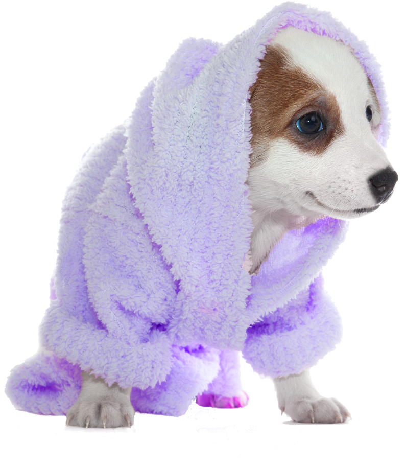 The Paws Resort And Spa - Dog In Bath Png, Transparent Png PNG with transparent background