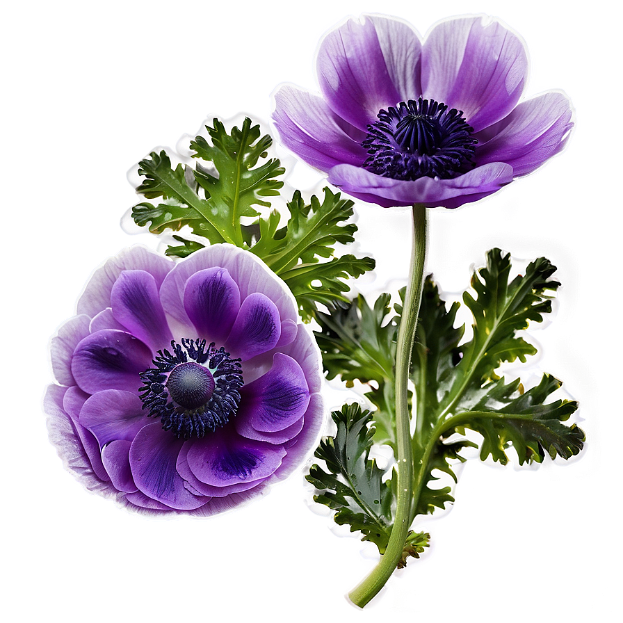 Purple Anemone Png Ihp94