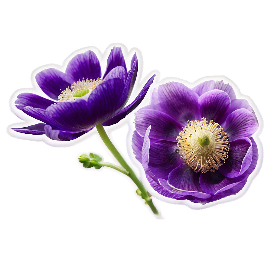 Purple Anemone Png Nux65