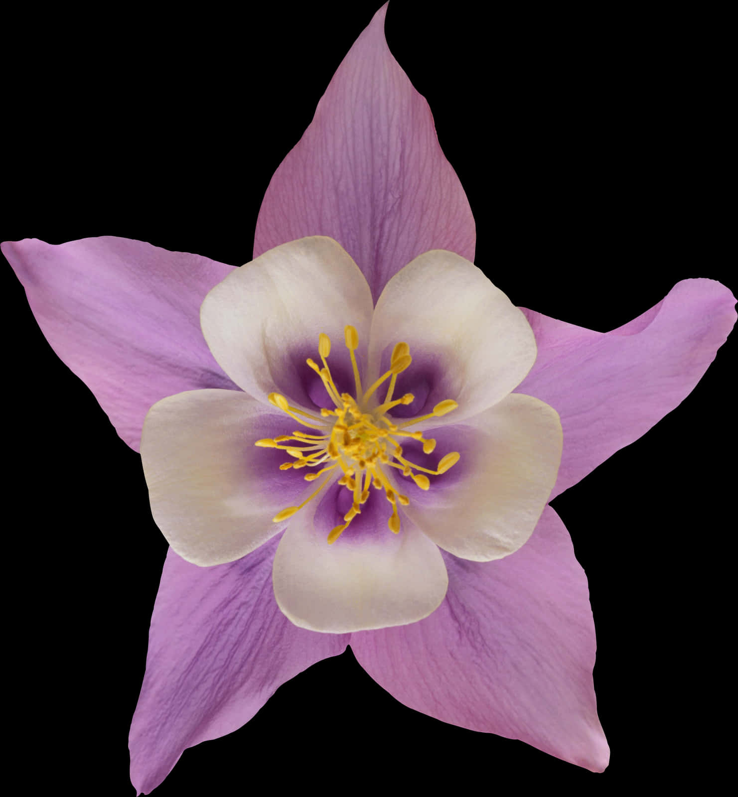 Purple Aquilegia Flower Black Background