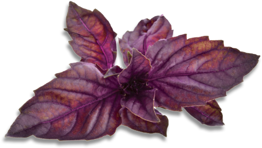 Purple Basil Leaves.png PNG image with a transparent background, free high-resolution download