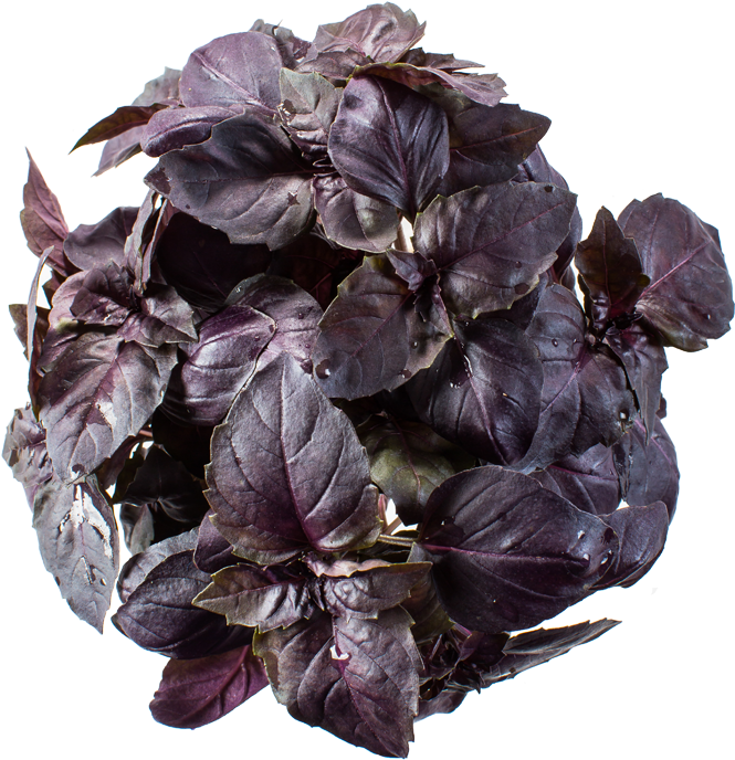 Purple Basil Plant Top View