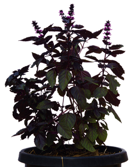 Purple Basil Plantin Pot PNG with transparent background