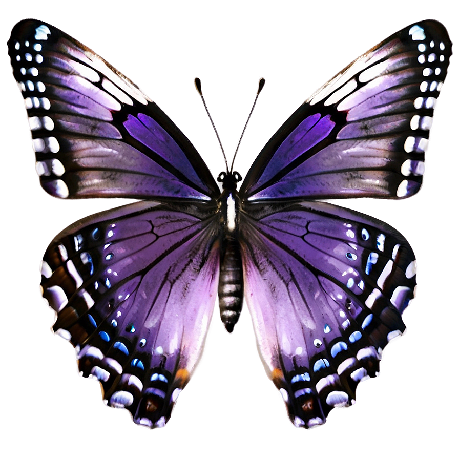 Purple Butterfly PNG afv76 PNG with transparent background