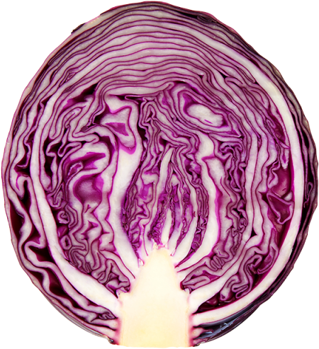 Purple Cabbage Cross Section