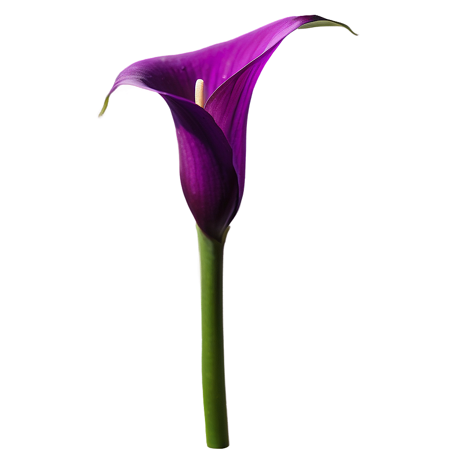 Purple Calla Lily Png Nal16