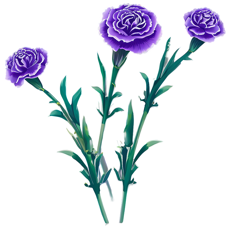 Purple Carnation Illustration Png 24