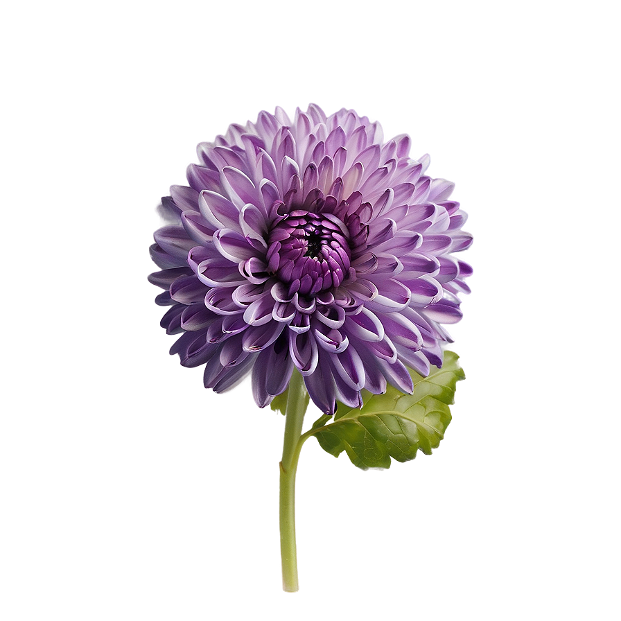 Purple Chrysanthemum Detail Png 41