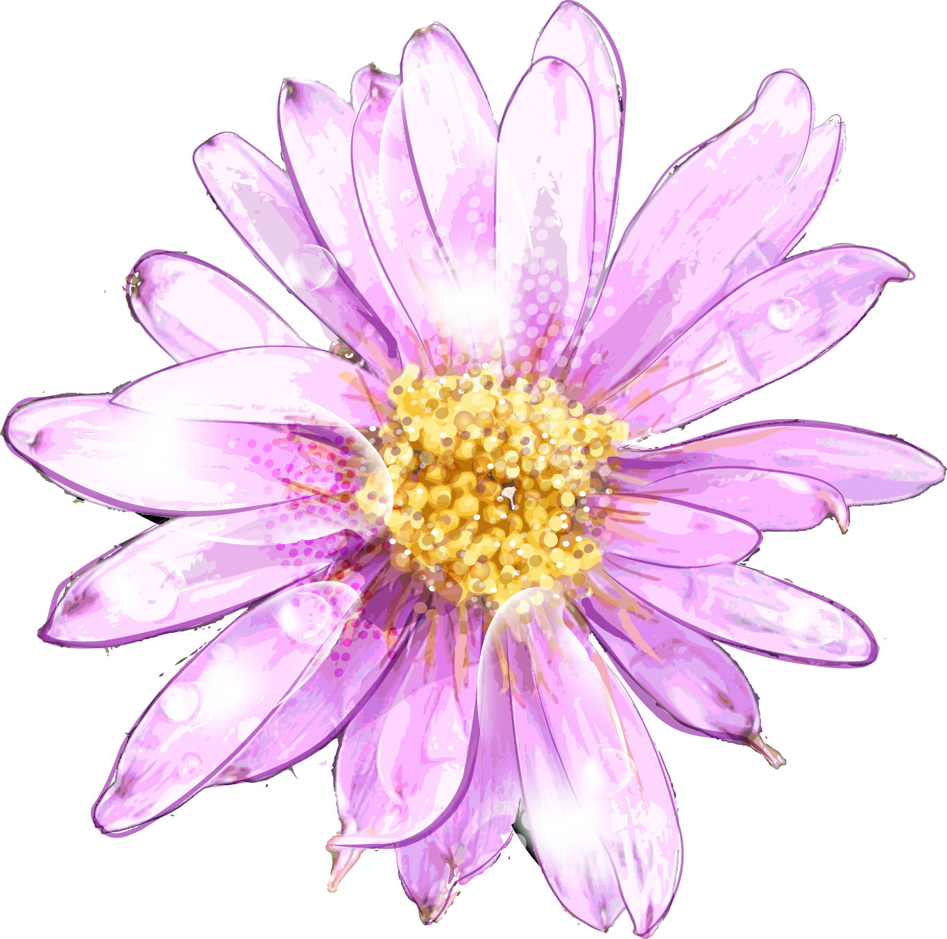 Purple Chrysanthemum Water Droplets