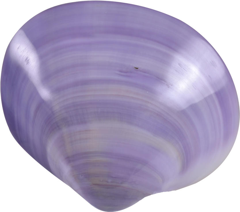 Purple Clam Shell