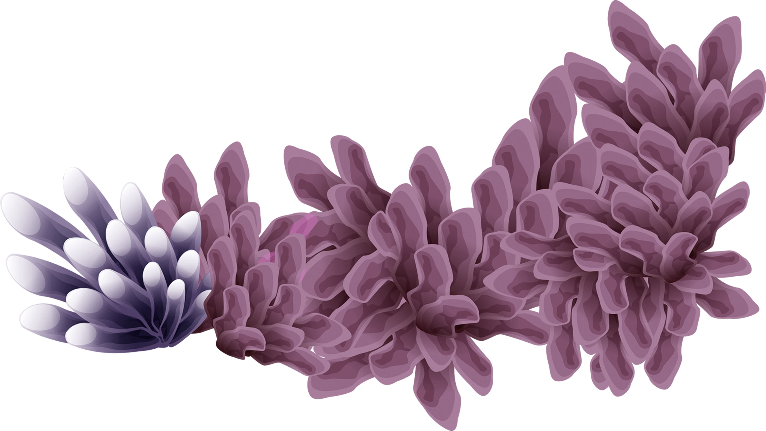 Clip Art Bent Nicas La Zona - Coral, HD Png Download PNG with transparent background