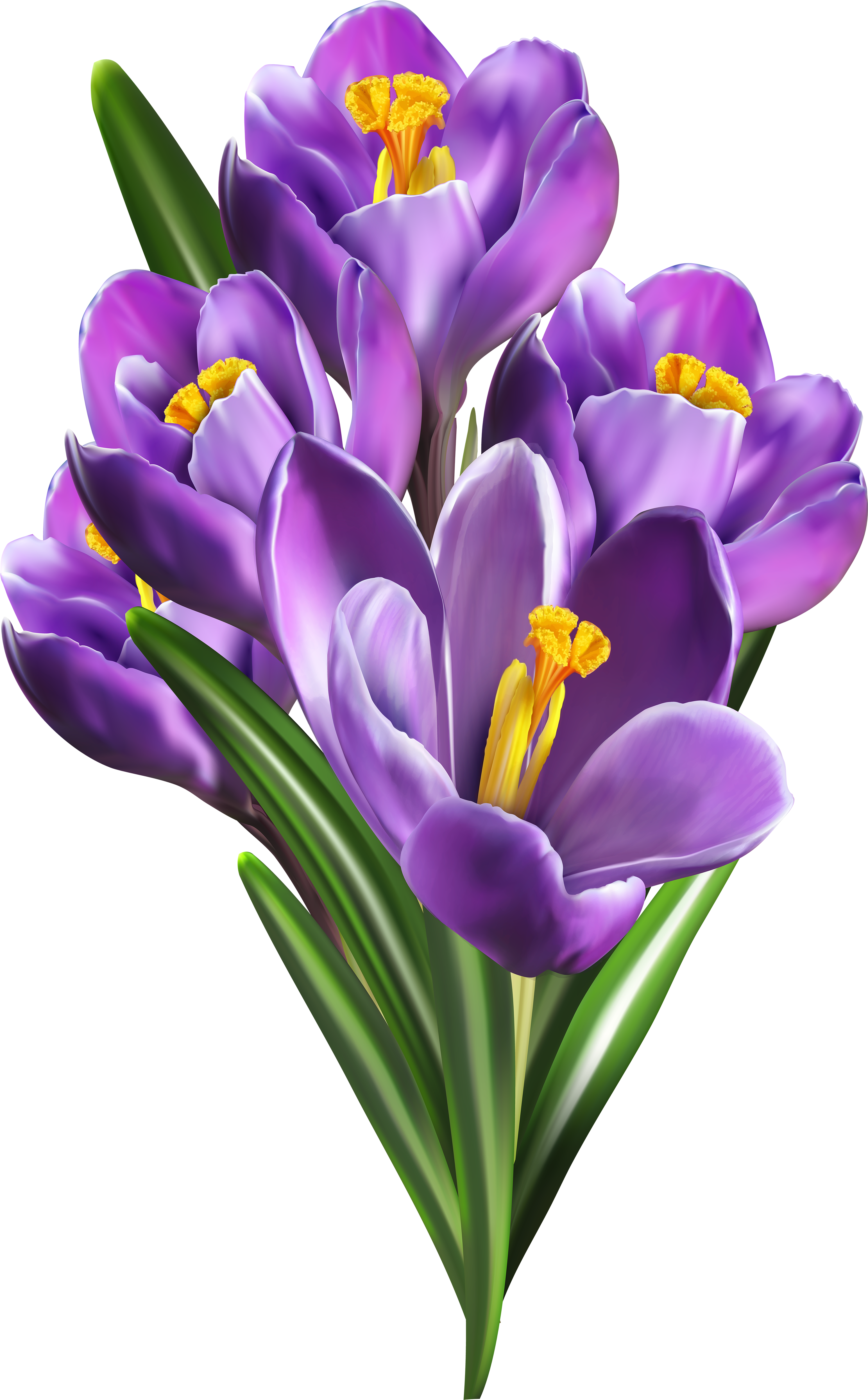 Clipart Spring Crocus - Saffron Flower Png, Transparent Png PNG with transparent background