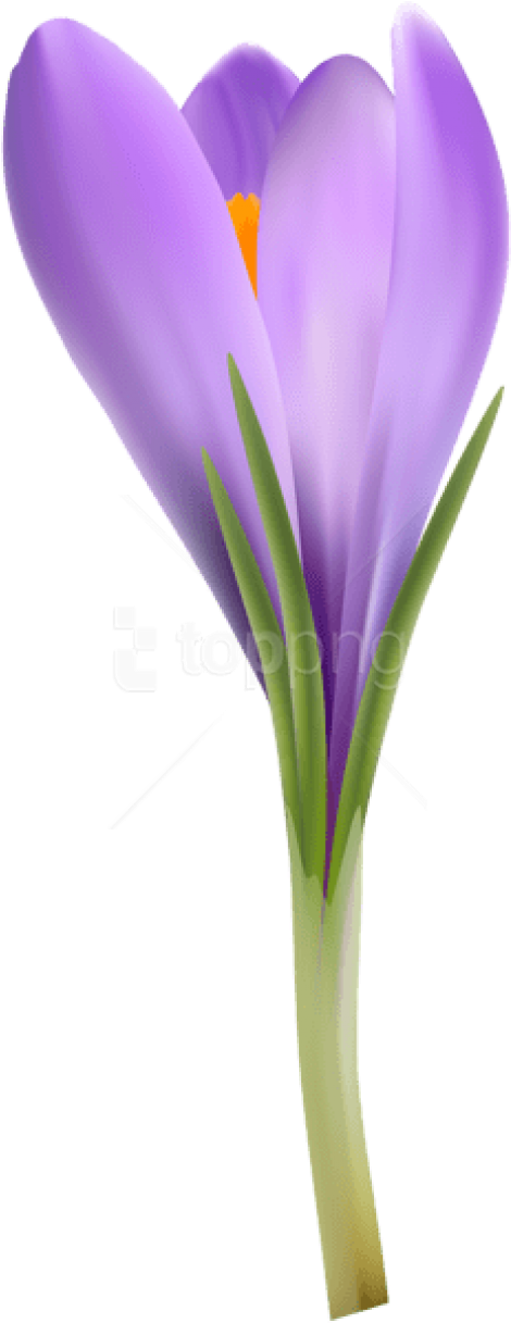 Flowering Glory,iris,iris Family - Snow Crocus, HD Png Download PNG with transparent background