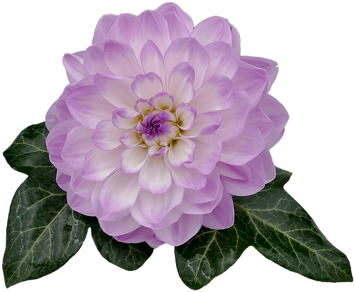 Dahlia, Dahlia Flower, White, Violet, Ivy, Ivy Leaf - Purple Dahlia Flower Png, Transparent Png PNG with transparent background