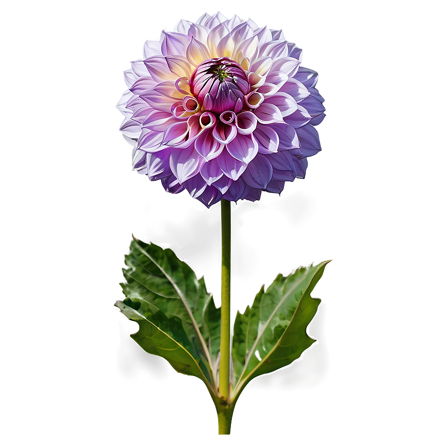 Purple Dahlia Mystery Png 06112024