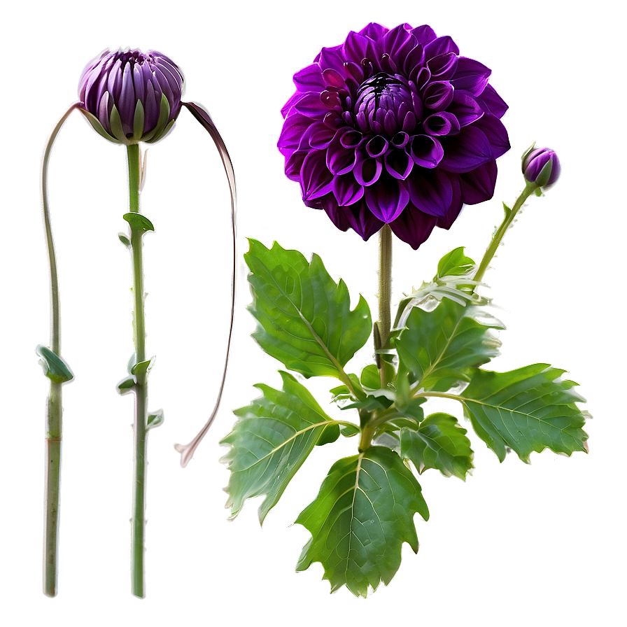 Purple Dahlia Mystery Png 40