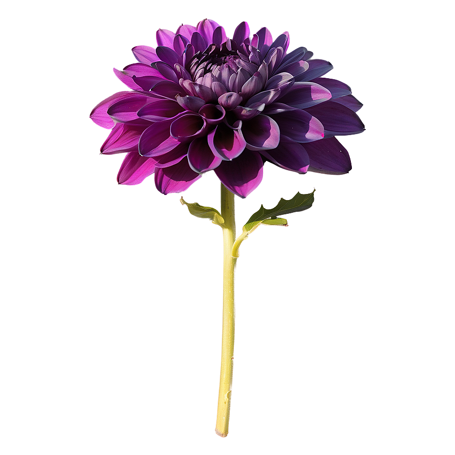 Purple Dahlia Mystery Png Agq